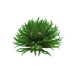 echinochloa_x256.png